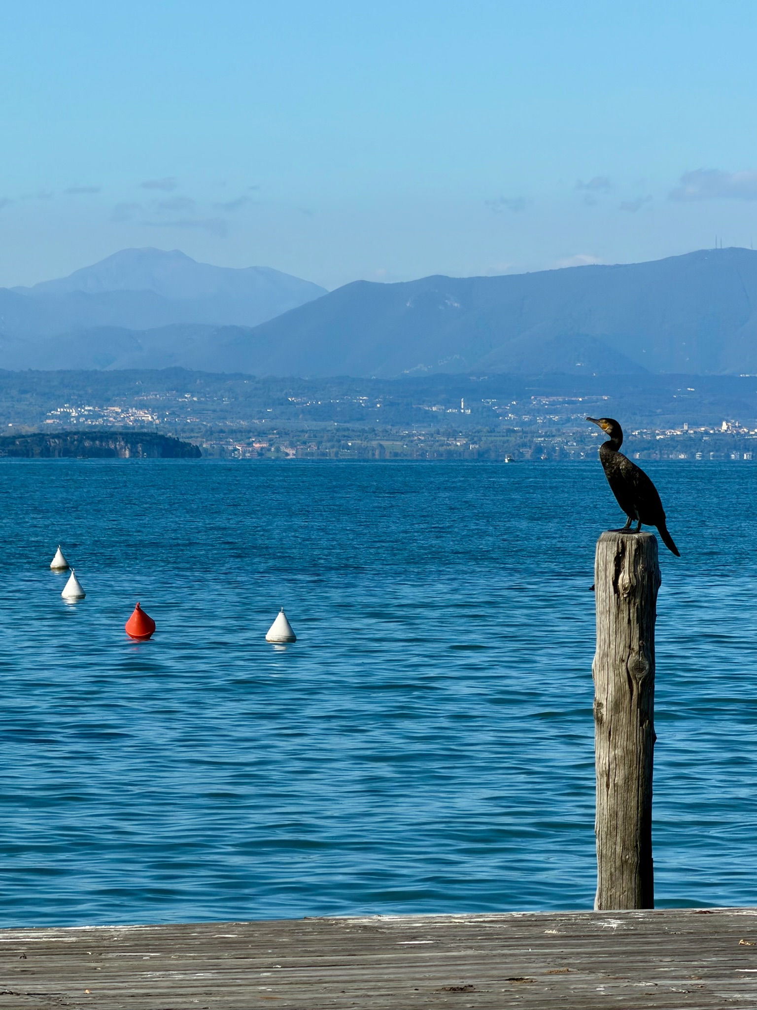 Vogel